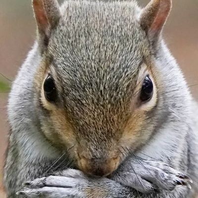 secretsquirrel