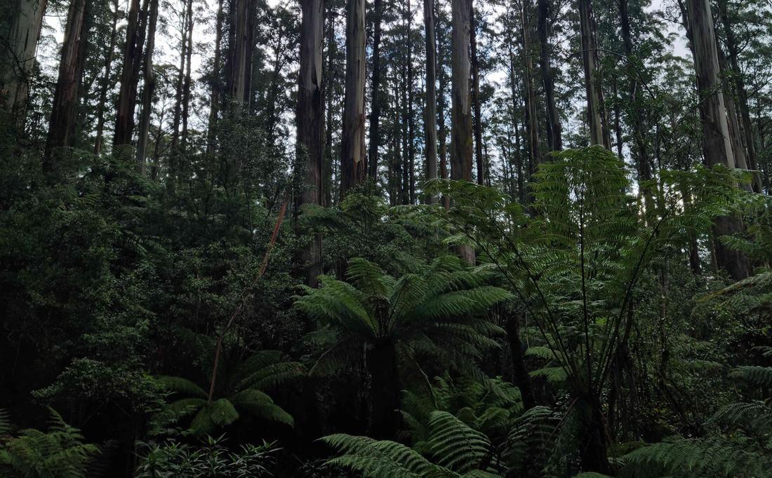 morachbeag's profile header