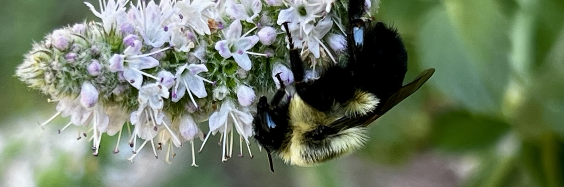 celi52's profile header