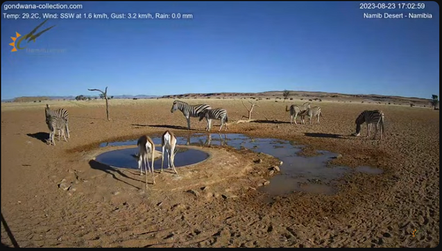 A screenshot of the Youtube interface with some gazelle and zebras around the water hole.