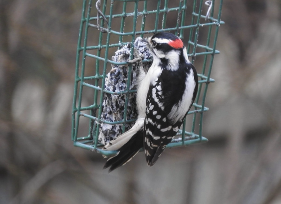 A male Downy Woodpecker clings to a green metal suet cage feeder in winter. He faces left, displaying bold black and white patterned plumage with a small red patch on the back of his head. The suet cake is dusted with snow. Bare winter branches are softly blurred in the background.