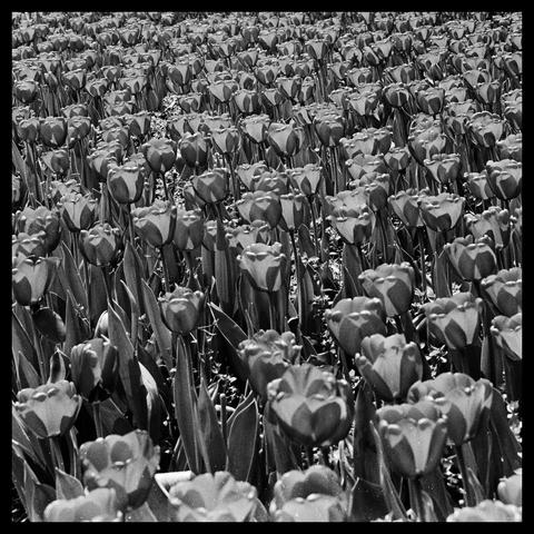 A square format black-and-white photograph. This is a negative from around 1984, rescanned and edited. I love(d) the way the sun highlighted the petals. Bottom part needs some retouching......
 
Camera: Nikon F2 SB
Lens: Nikkor-S.C Auto 55mm f/1.2
Film: Ilford HP5
