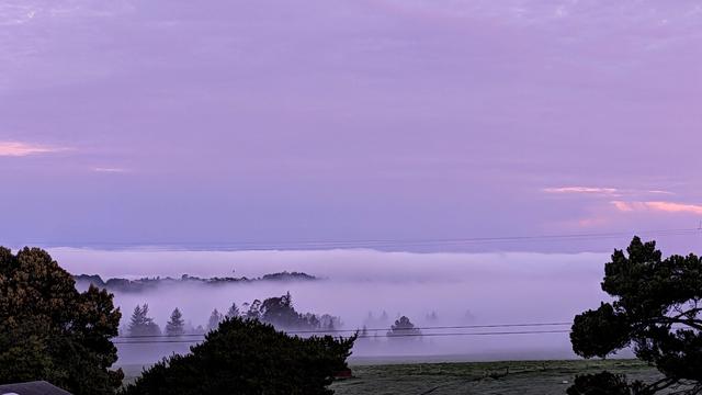 Early morning fog has settled into a pasture. Trees are sticking up out of the ground level fog.