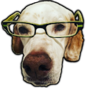 :glassesdog: