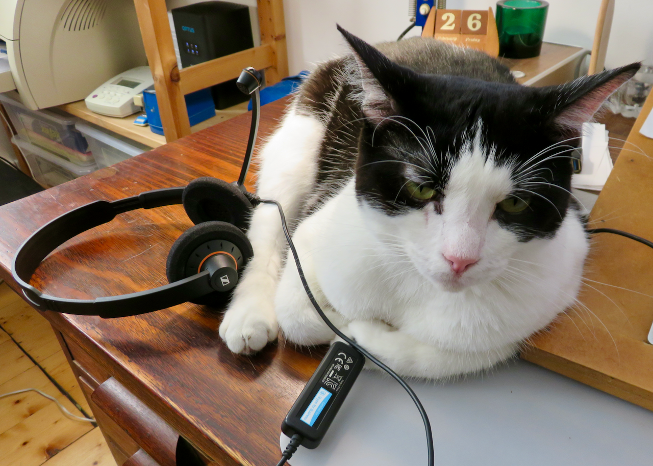 Emma, a black and white cat, sits on an old oak desk with a zoom headset b beside her, looks to camera wondering how she can help
