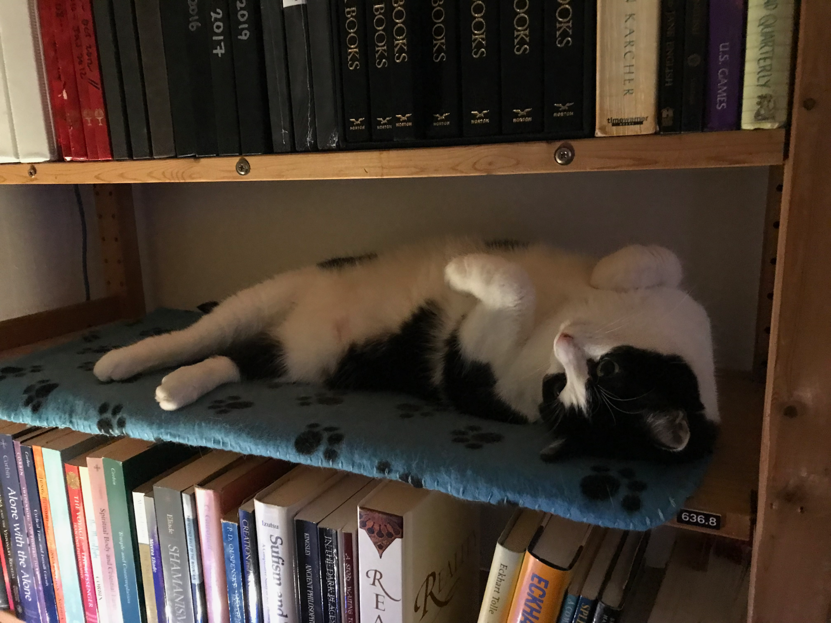 three library shelves: the top and bottom shelves are filled with books. the middle shelf is labelled 636.8 and on it lies a black and white cat on her back, paws in the air, staring in to space, contemplating a mystery…