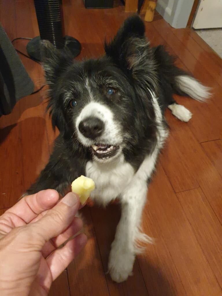 Scout, a Border Collie aged 11.5 years, about to chomp on a piece of apple held out to her.