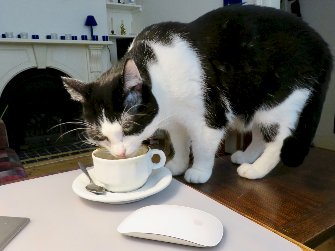 a black and white cat giving us a pert look as she is sprung licking the chocolate off the top of a cappuccino cup
