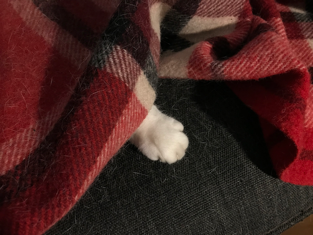 white cat paw poking out from underneath a plaid blanket