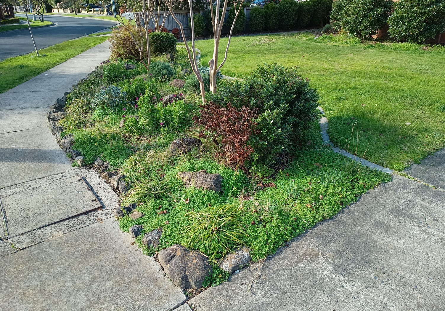 Front garden bed of a suburban Melbourne unit, untidy and overgrown with weeds