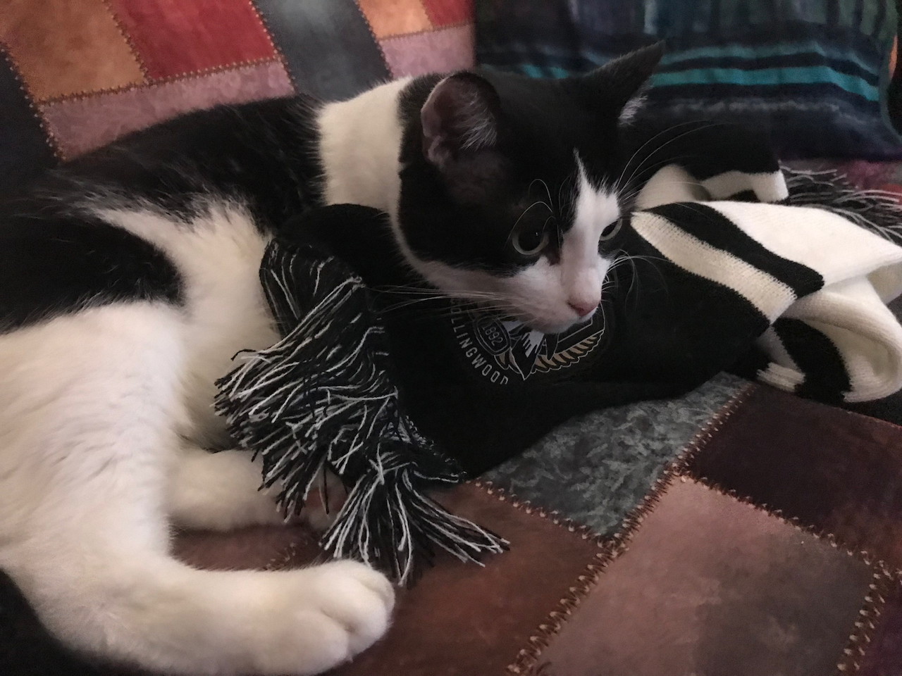black and white cat with a black and white scarf watching the grand final coverage intently… 