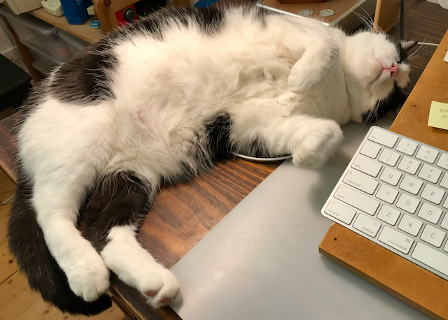 black and white cat lying on her back on the desk beside the keyboard, looking completely zonked