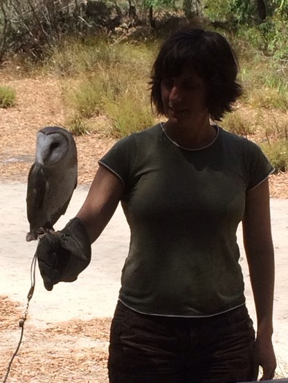 An owl perches on the gloved hand of a woman standing in bushland