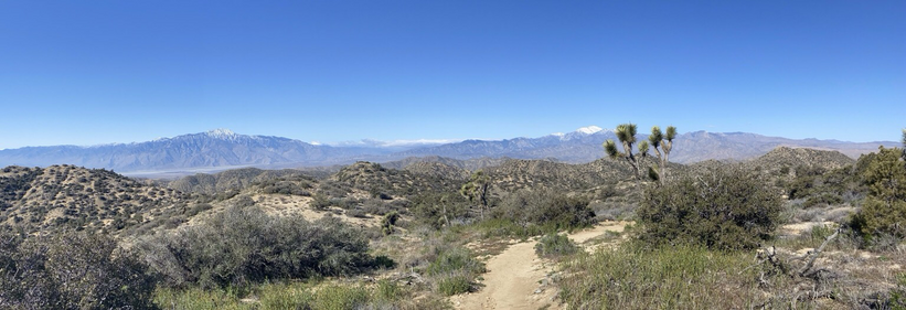 A desert landscape with scrub and one Joshua tree with mountains lightly dusted with snow in the distance 
