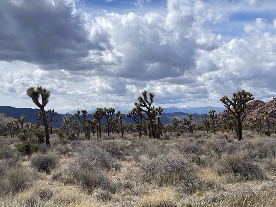 A desert with low scrub and many Joshua trees, with mountains in the distance and cloudy skies above 