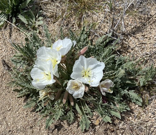 White flowers with yellow centres growing in a sandy desert