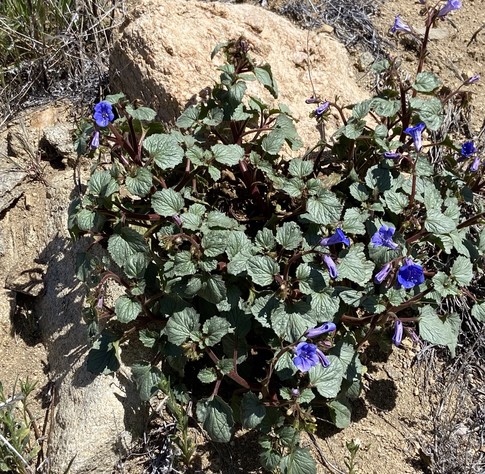 A few blue flowers on a bush in front of a rock