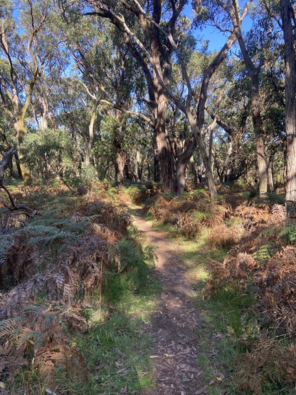 A narrow dirt path meanders through a dense eucalyptus forest with sunlight filtering through the canopy and dry ferns along the sides.