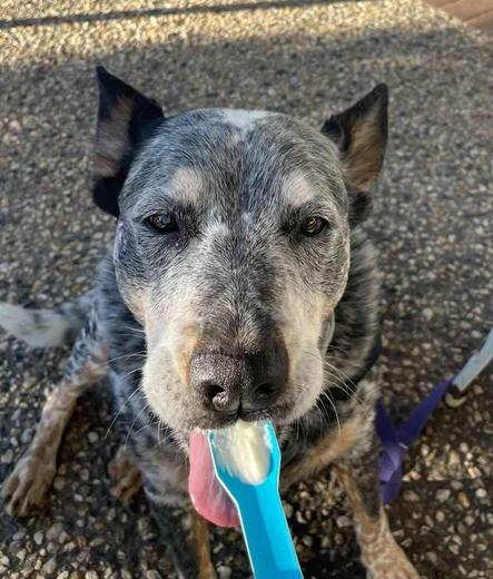 Blue Heeler blissing out from eating icecream on spoon 