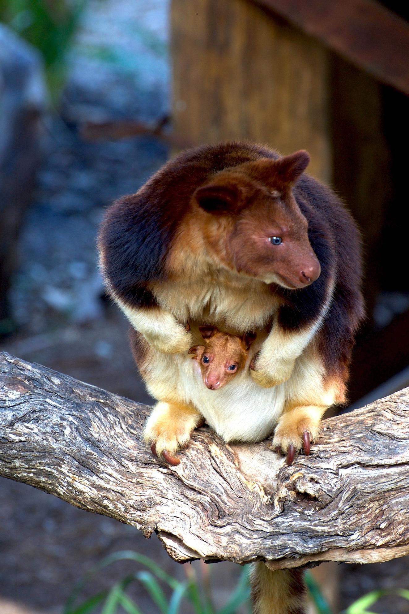Tree Kangaroo, brown Kangaroo, white belly, baby in pouch, baby peeking out, joey, cute baby, cute joey, 