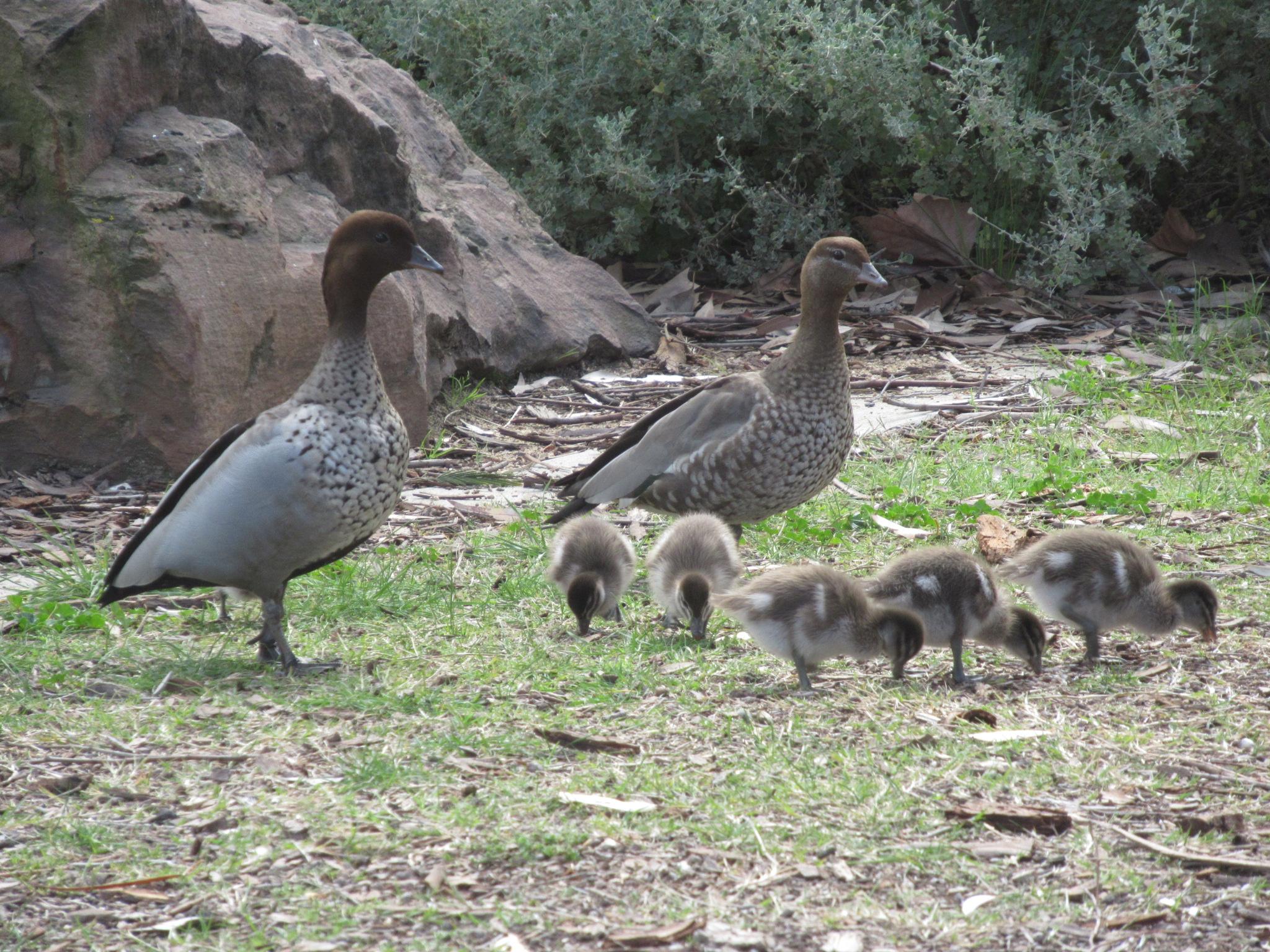 A group of dark brown and white Australian wood duck ducklings with two adult ducks 