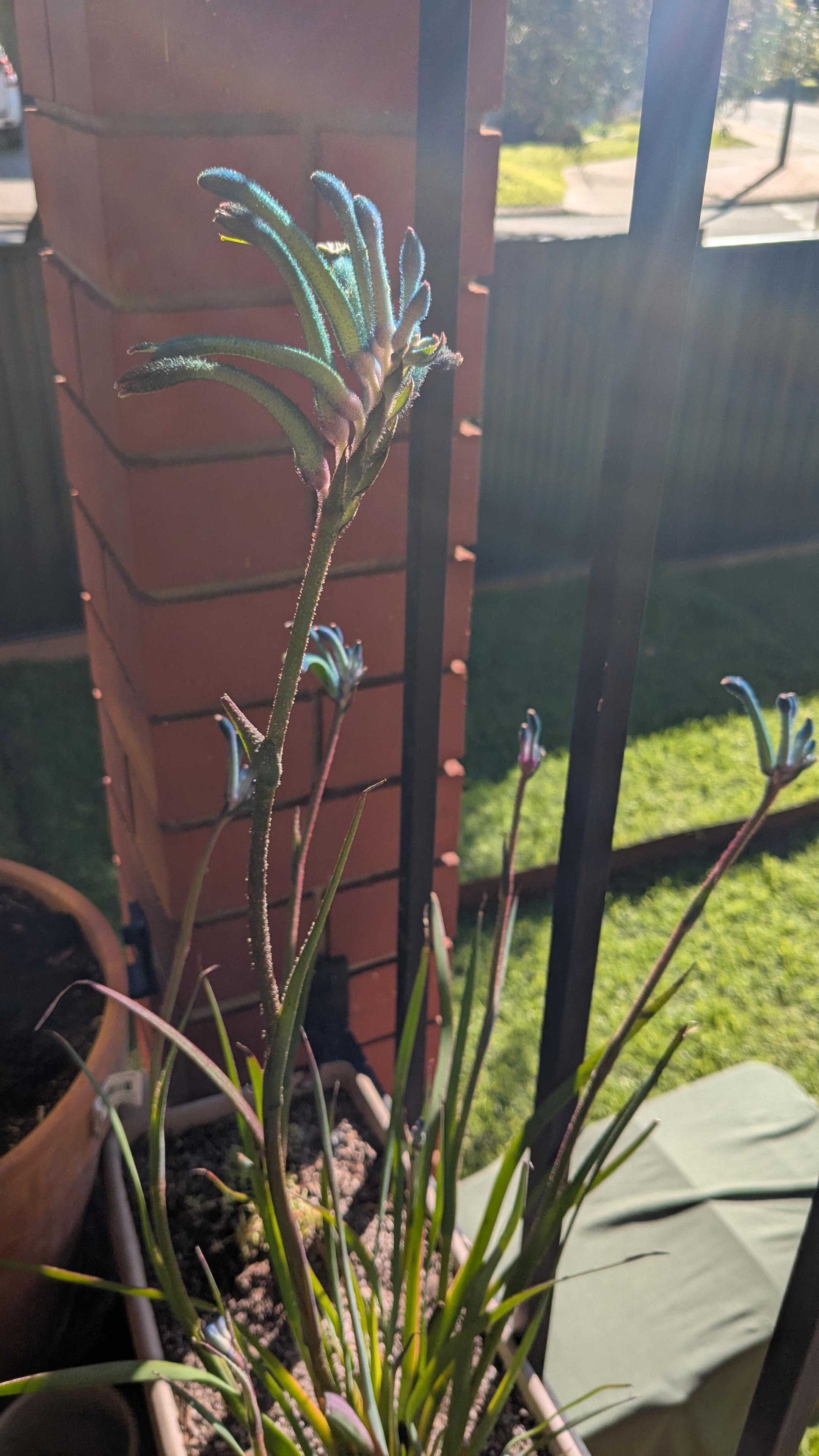 Sunlit photo of a Masquerade Kangaroo Paw in a balcony garden box in Perth, Australia. The flowers are a striking blue instead of the usual green and red. The Kangaroo Paw is native to Noongar Boodja. Sunlit photo of a Masquerade Kangaroo Paw in a balcony garden box in Perth, Australia. The flowers are a striking blue instead of the usual green and red. The Kangaroo Paw is native to Noongar Boodja.