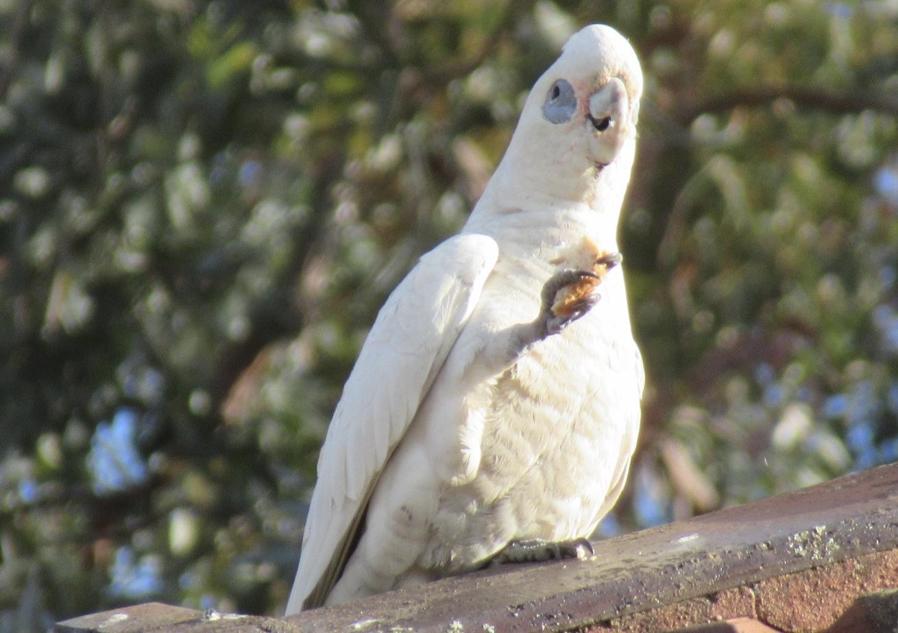 A bird clutching a piece of bread with a satisfied expression 