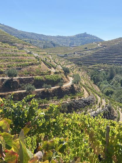 A terraced vineyard on a hillside under clear blue skies 