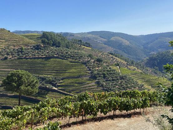 A lush green hillside covered in terraced gardens under clear skies 