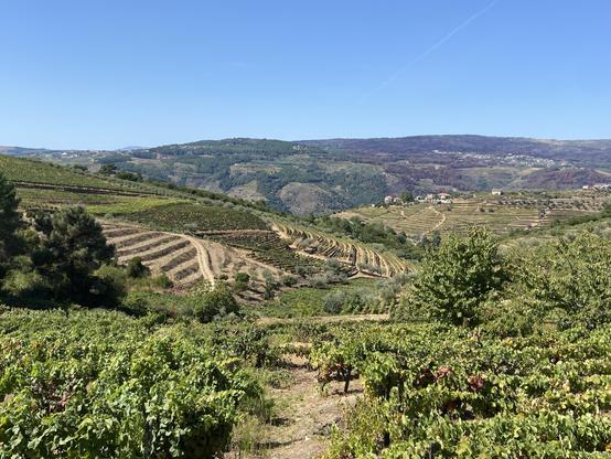 A scenic panorama of terraced vineyards under a clear blue sky, with rolling hills in the background. The landscape features manicured rows of grapevines and patches of greenery, showcasing an agricultural region.