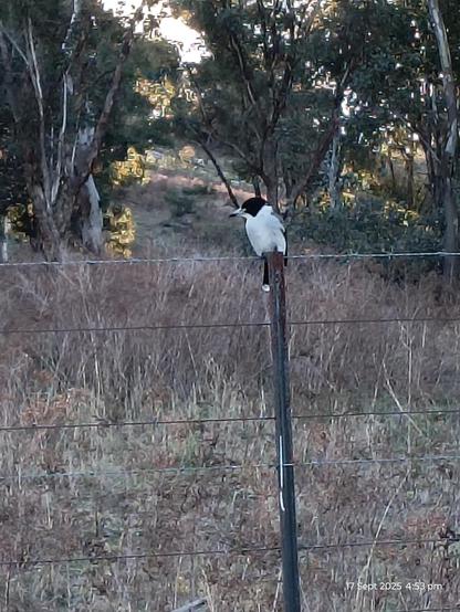Pied Butcherbird sitting on a fence stake in bushland looking judgemental. 