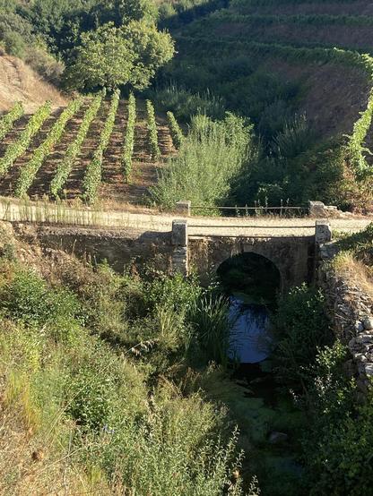 A footbridge on a dirt path among vineyards 