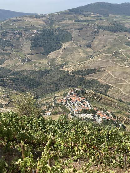 A view of a small hillside village surrounded by vineyards from above.