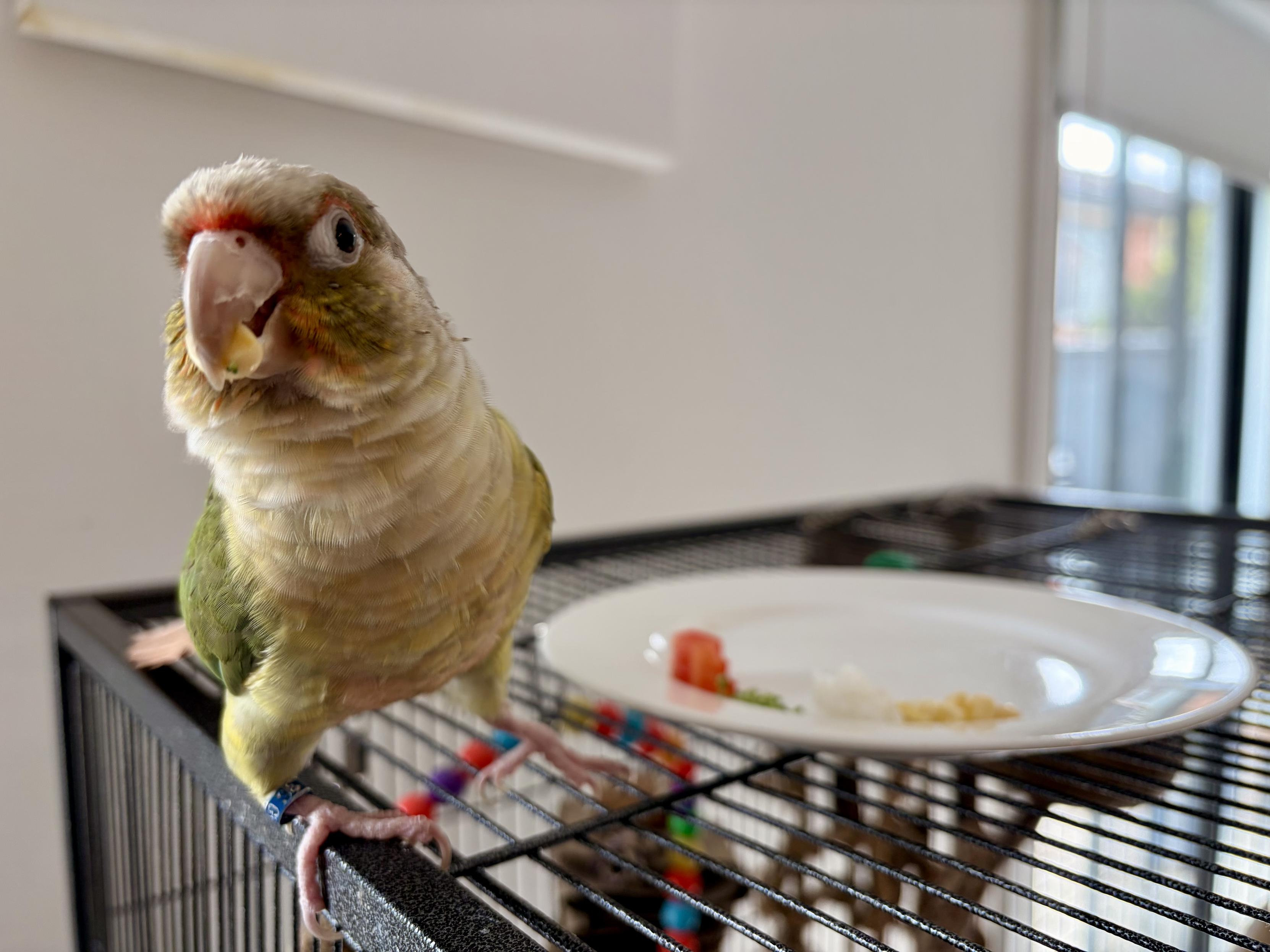 A yellow and green parrot on a cage. A white side plate is next to him. On the plate are: a cube of red capsicum, some small broccoli flowers, a half teaspoon of rice and a few raw corn kernels. He has a corn kernel in his beak and is chewing it while looking at the camera.
