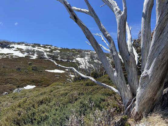 A snow gum in front of a high country landscape under clear blue skies 