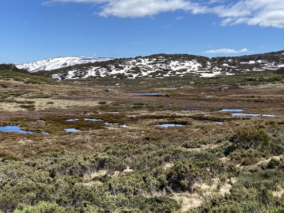 A view across heathland towards snowy hills under blue skies