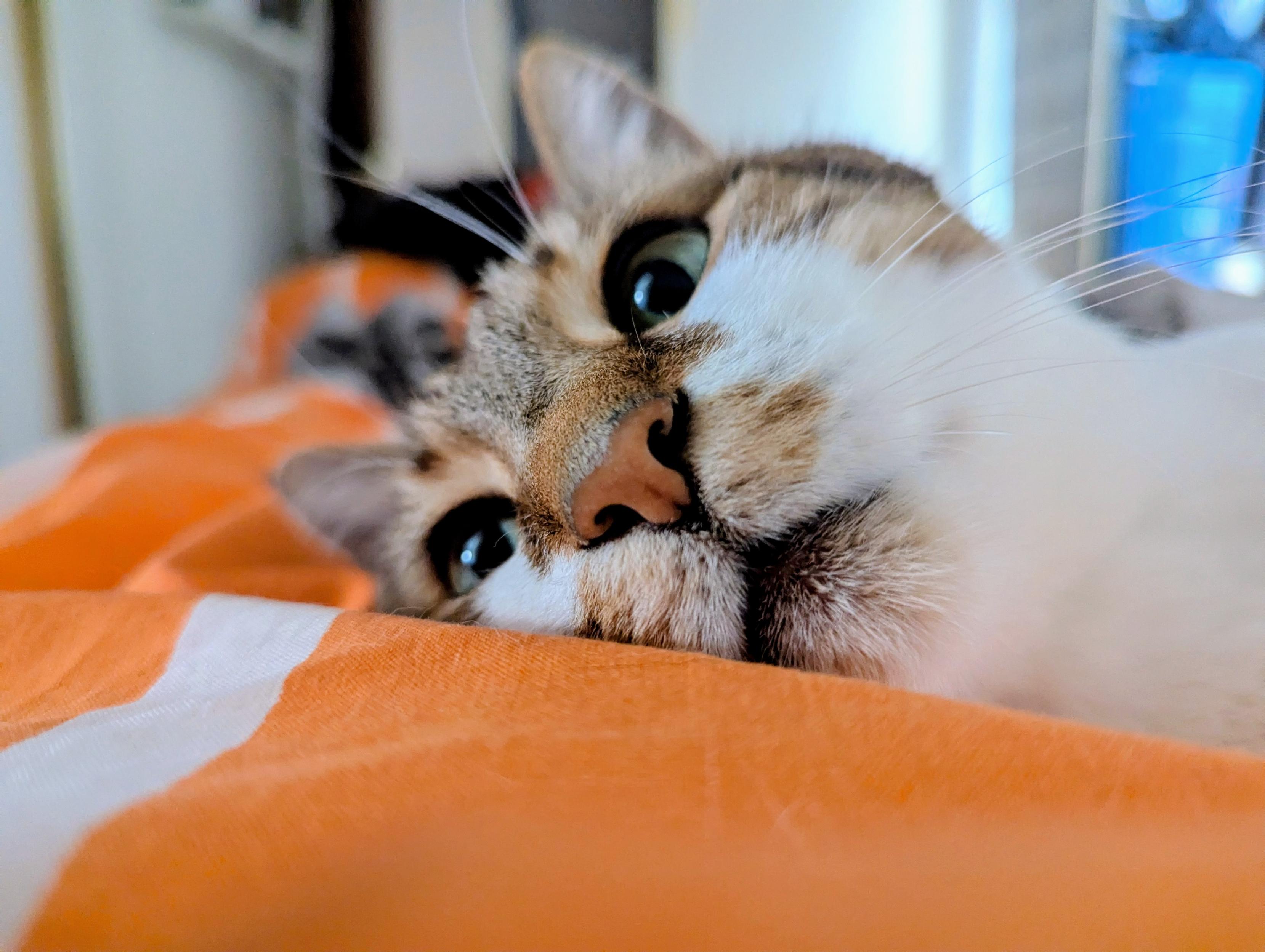 Brown tabby and white cat head lying on an orange bed spread looking somewhat plaintively towards the camera