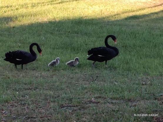 Two black swans with their two chicks between walking across the park. 