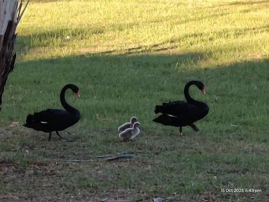 Family walk: Two black swans with their two chicks between walking across the park. 