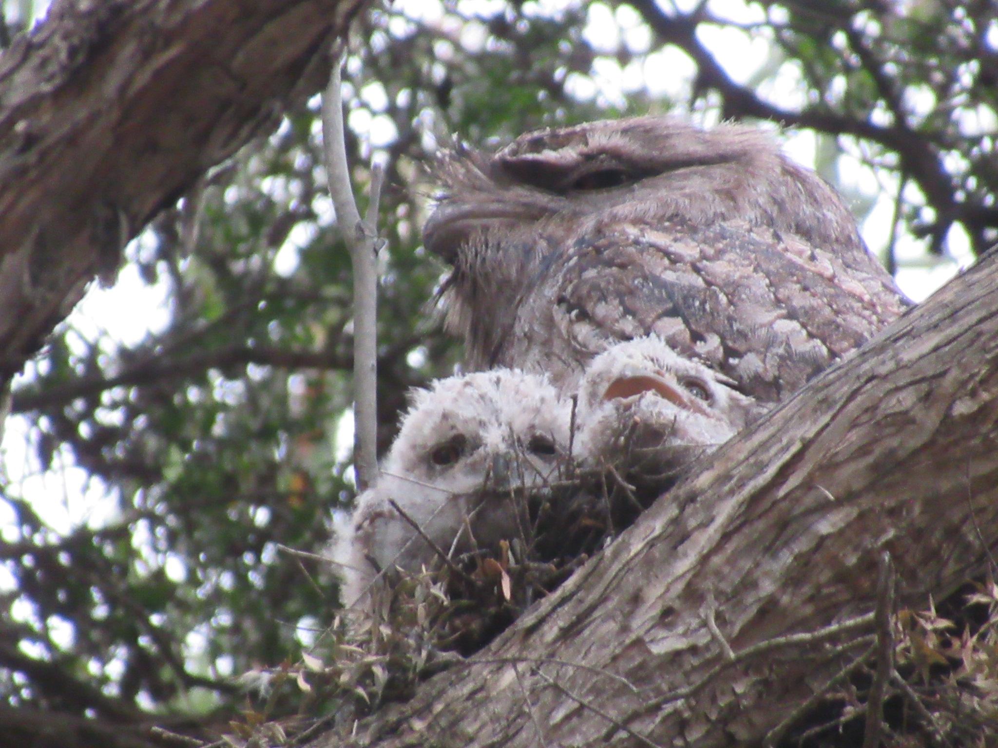 A brown adult tawny frogmouth and two white fluffy babies in a nest. One baby looks like they’re yawning
