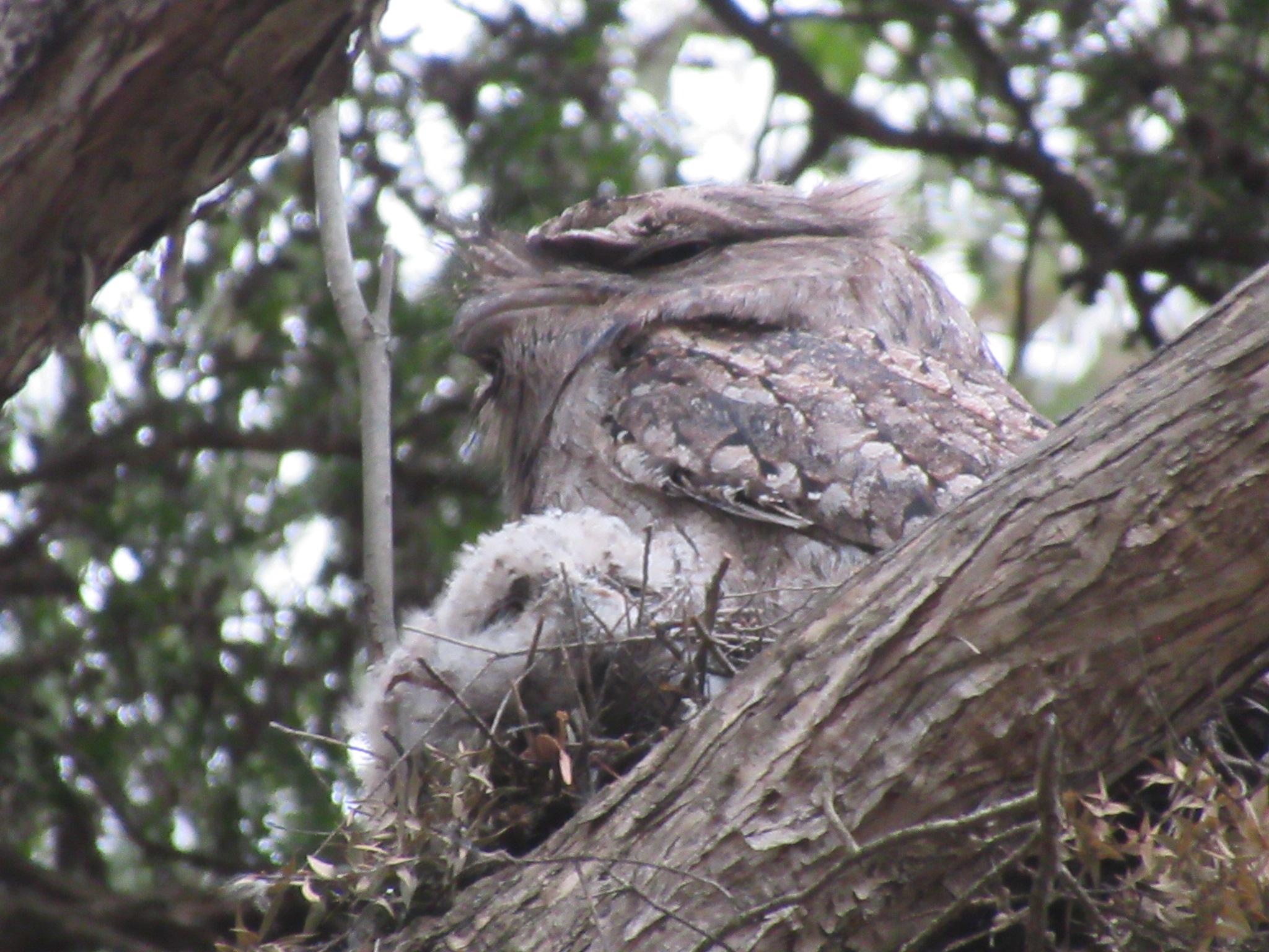 A brown adult tawny frogmouth and two white fluffy babies in a nest