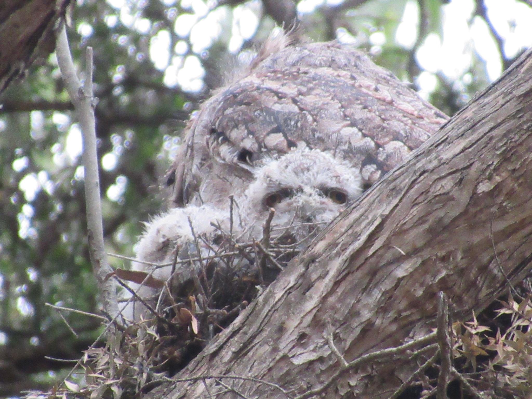 A brown adult tawny frogmouth and two white fluffy babies in a nest