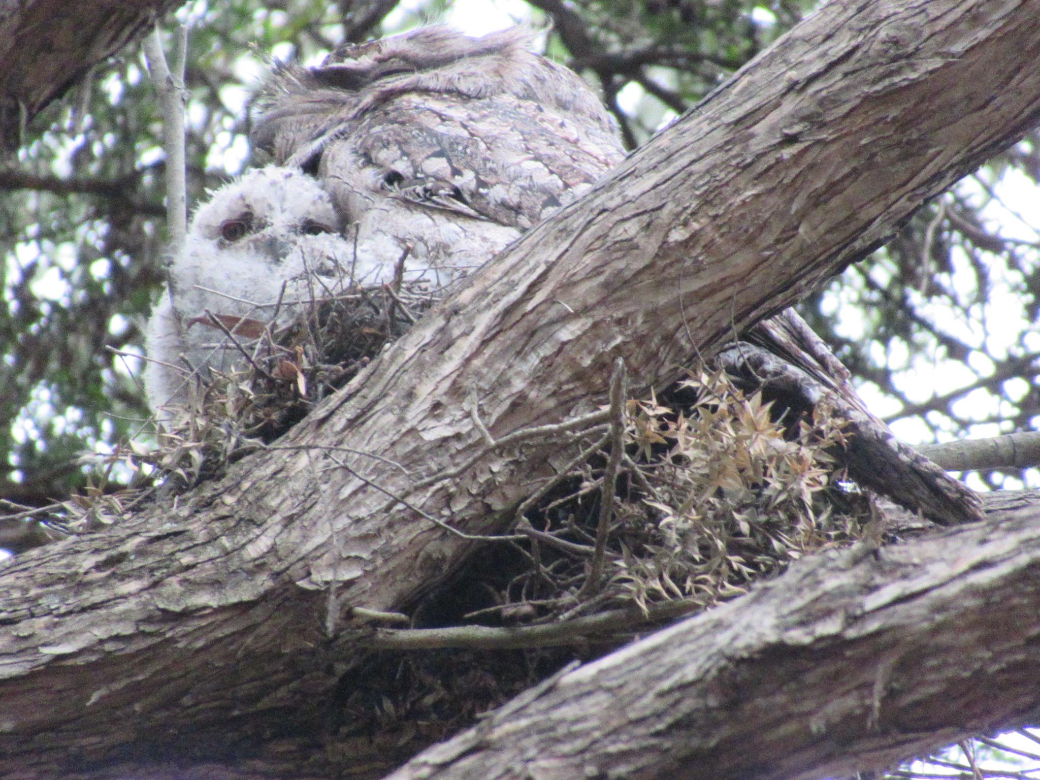 A brown adult tawny frogmouth and two white fluffy babies in a nest