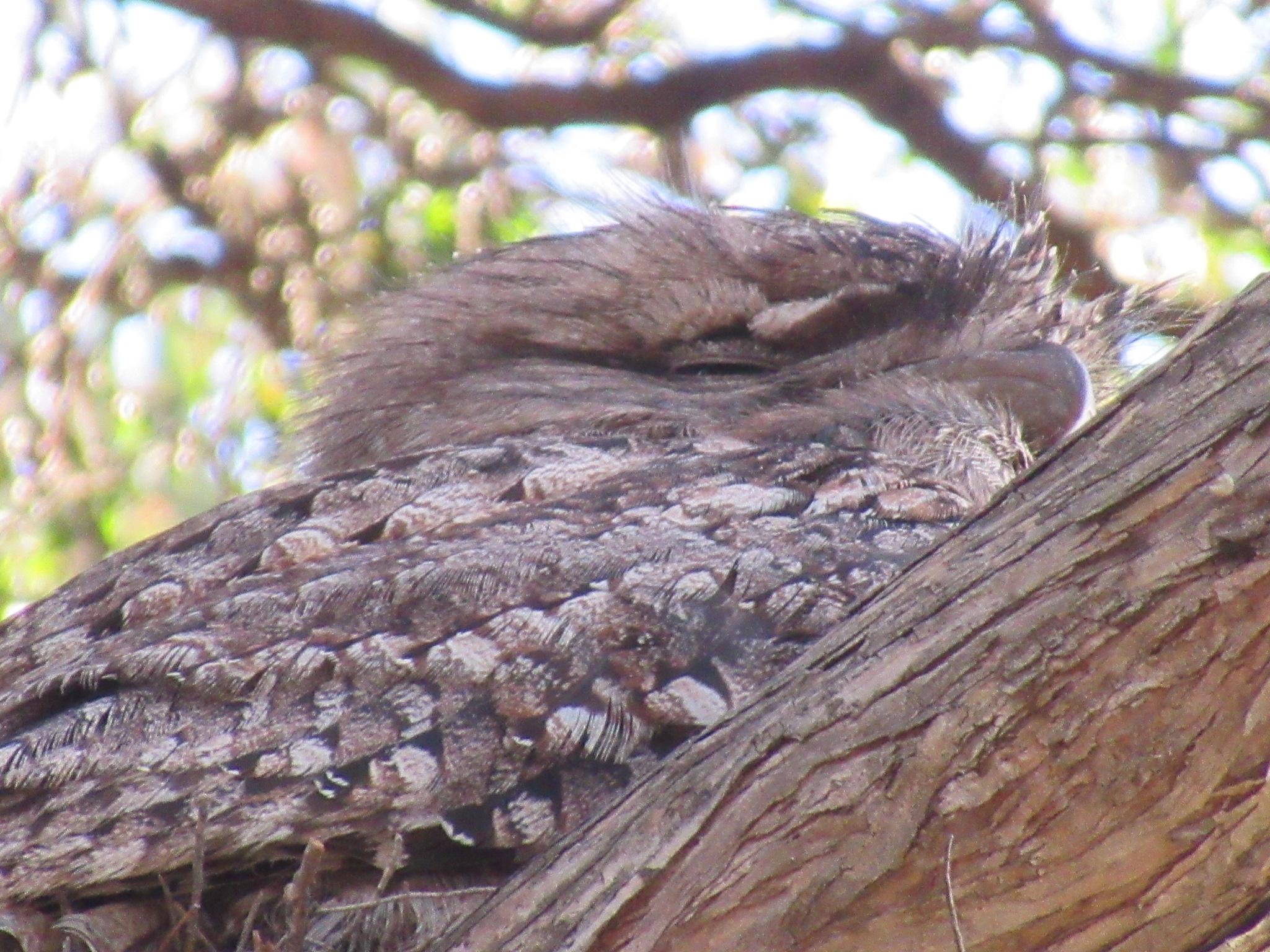 Close up of a sleeping brown tawny frogmouth