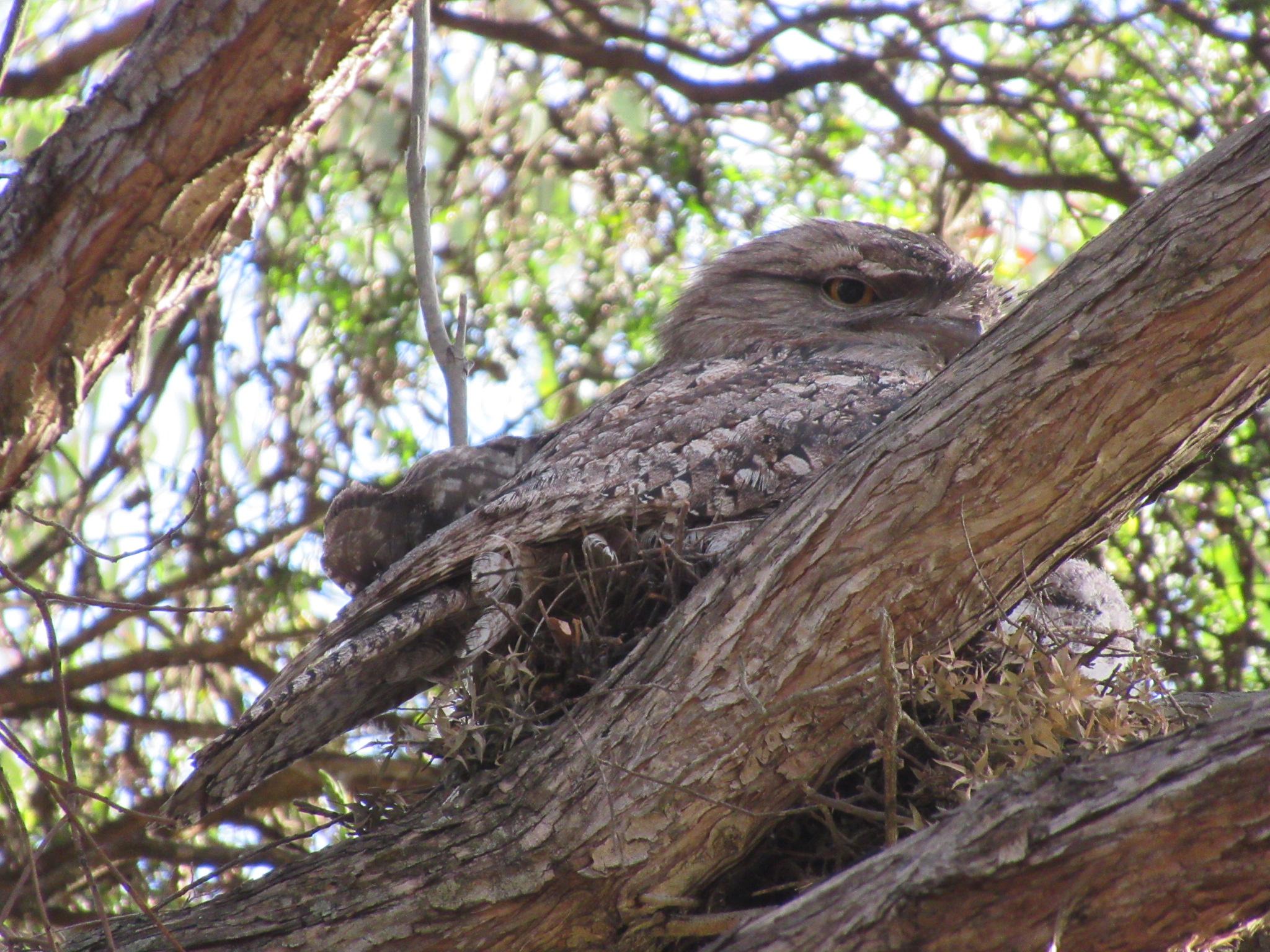 A brown tawny frogmouth in a tree. You can see a white fluffy baby poking out from under them