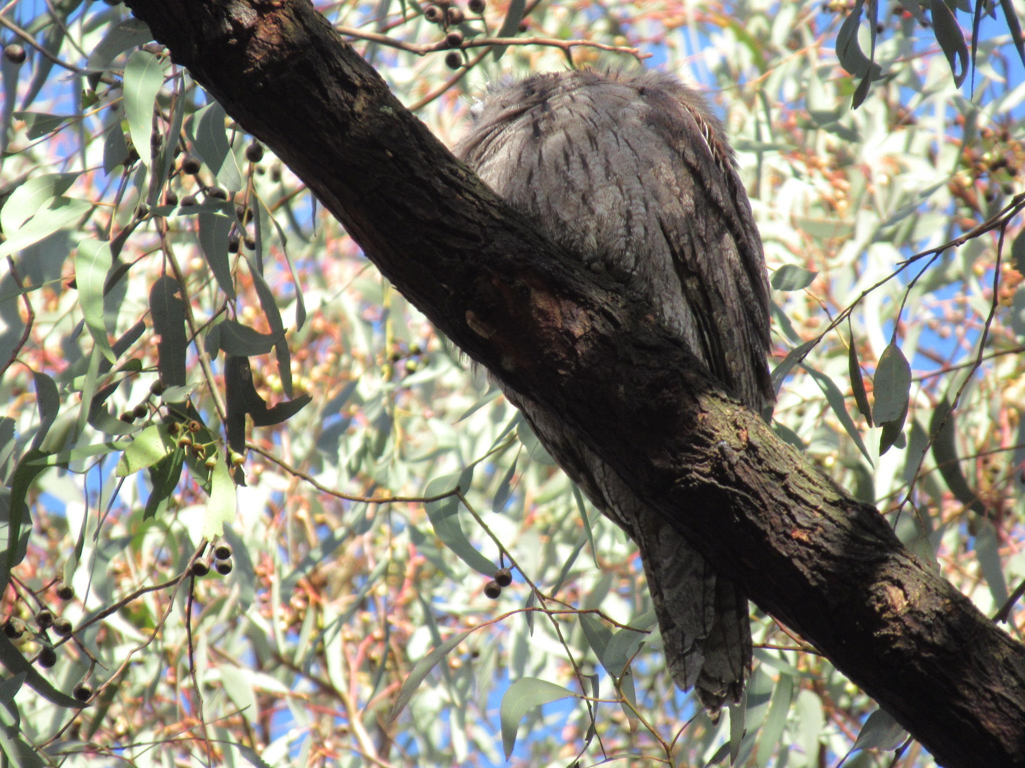 A sleeping tawny frogmouth on a branch
