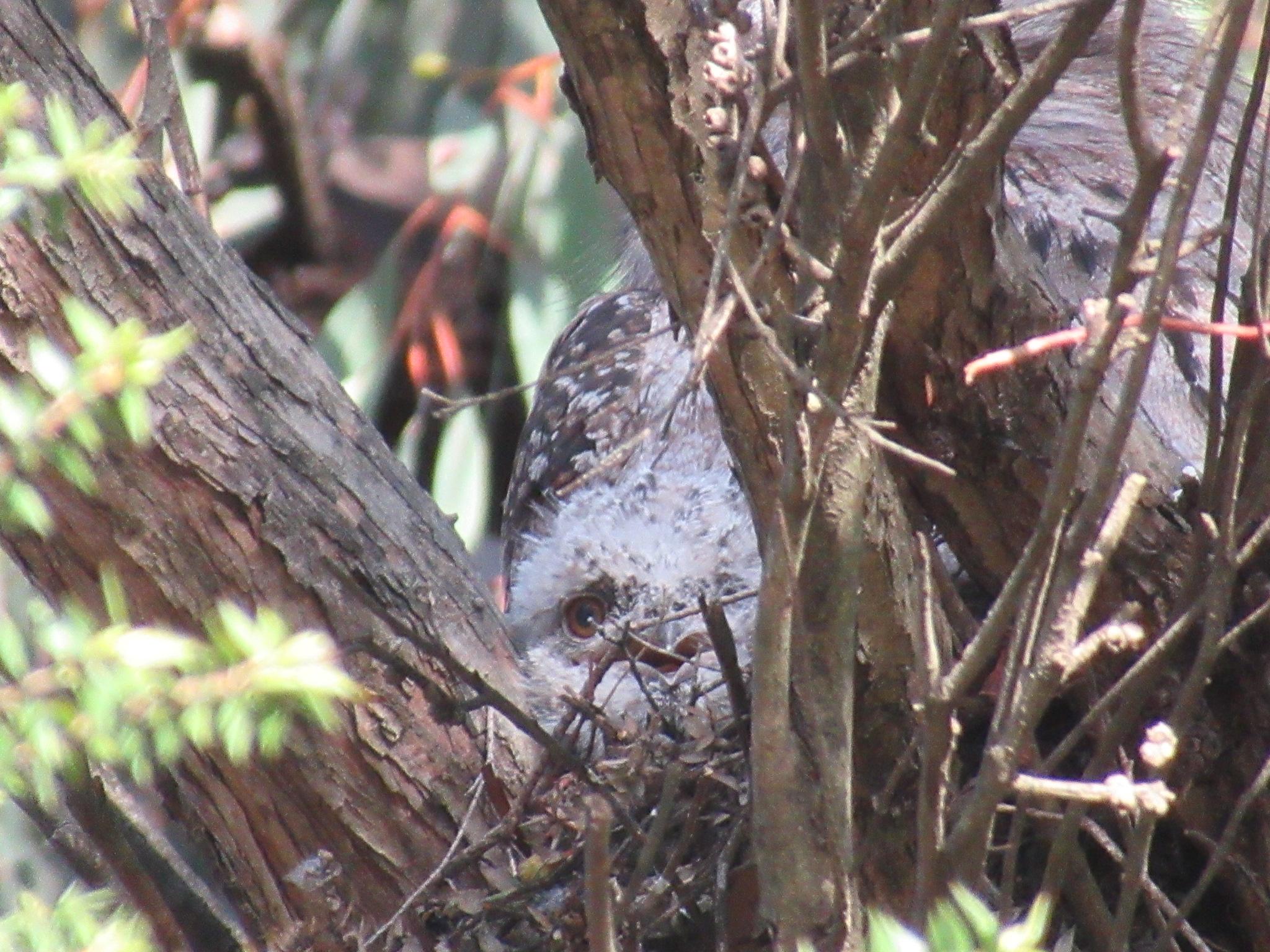 A tiny fluffy white bird in a tree fork