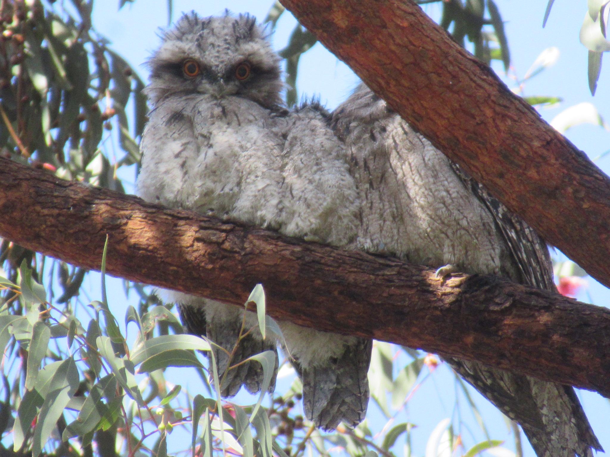 One wide awake young fluffy tawny frogmouth bird with yellow eyes and two sleeping ones in a tree
