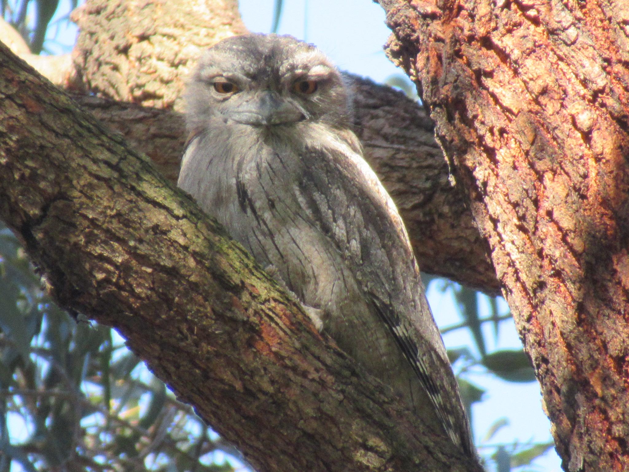 A grey brown adult tawny frogmouth with yellow eyes in a tree