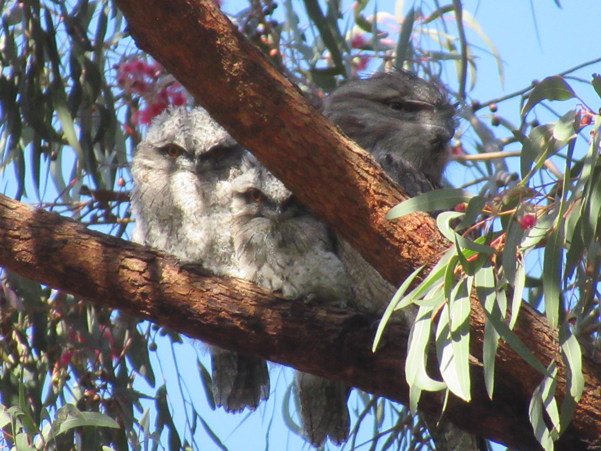 Two white fluffy young tawny frog mouth birds and a brown adult tawny in a tree